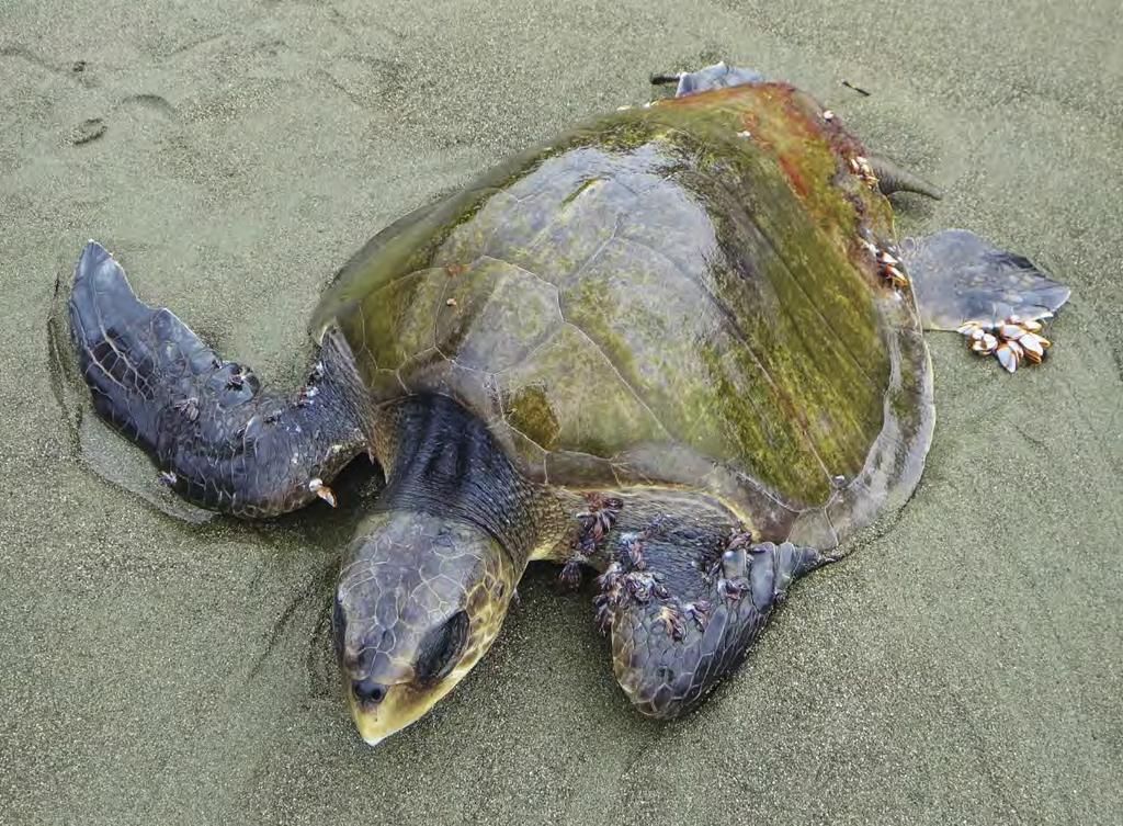FEATURE STORY collapses. Green sea turtles are herbivorous, so in the primary layer they eat a lot of algae, creating space for other organisms to live.