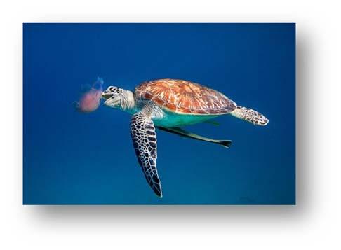 Properly dispose of your garbage. Turtles may mistake plastic bags, styrofoam, and trash floating in the water as food and die when this trash blocks their intestines.
