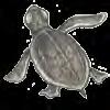 Sea turtles must rise to the surface of the water to breathe.