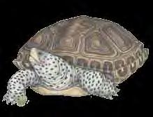 Many turtles may be seen basking in the sun, warming themselves.