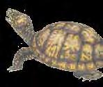 Bright lights from houses may cause the turtles to crawl the wrong way, just like the turtle in this story.