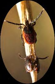 Surveillance for Lyme and Other Tickborne Diseases in California with emphasis on Laboratory role