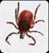 Surveillance (a brief review) A quick overview of important tick-borne diseases in California