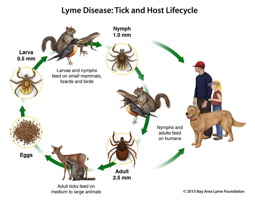 15. After its final blood meal, the adult tick will reproduce and the female tick will lay eggs. 16.