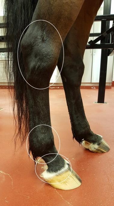 Lacerations or wounds are one of the most common equine emergencies.