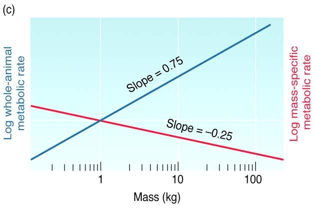 Scaling How do morphology and metabolism change with body mass?