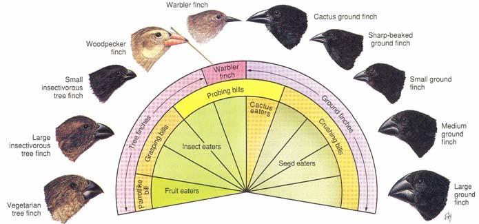 Darwin s Finches Galapagos Islands,