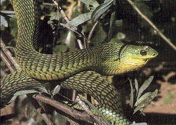 Dispholidus Typus - Boomslang Potentially one of the most dangerous snakes. However its usual placid disposition means it seldom attempts to bite. Most of its victims have been snake handlers.