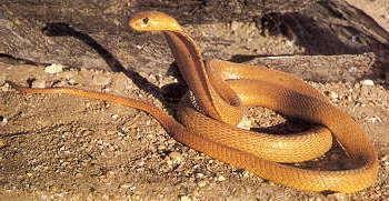 MEET THE VENOMOUS SNAKES OF THE PENINSULA Naja Nivea - Cape Cobra, Geelkapel, Koperkapel. The Cape Cobra is a small cobra, rarely exceeding 1.5 metres in length.