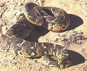 Bitis Arietans - Puff adder, Pofadder A large, sluggish, thick-bodied snake that rarely exceeds a metre in length.