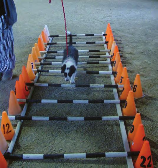 So train a great recall first, way before starting agility class. This is one of the best investments you can make in training.