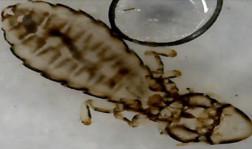 05) Lice Male: Gonoiocotes gallinae (100 X) Female: Gonoiocotes gallinae (100 X) Male:
