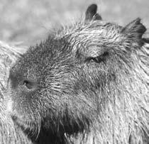 From the Amazon Yearbook At 1.2 meters (4 ft.) long, the capybara is the world s largest rodent. (But Katie doesn t like to be called a big rat.