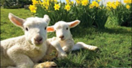 NEWSLETTER Issue 1 Romney Sheep Breeders Society LOVEJOY PARTNERSHIP LAMBING OPEN DAY- 15.4.