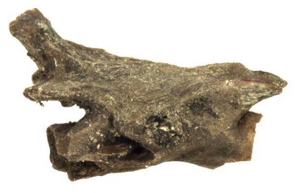 Another caudal vertebra in D. dorsal, E.