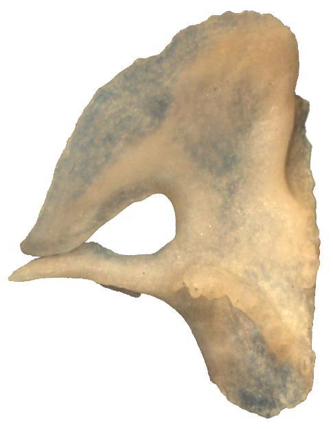 A B Figure 3.5. Additional representative vomers with the Desmognathine pattern. A. Desmognathus brimleyorum ETVP 2904 and B. Desmognathus monticola JIM 0808. Top of page is anterior.
