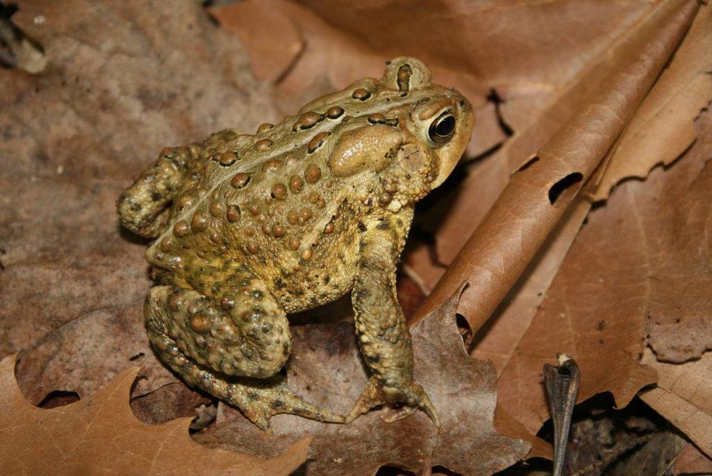American Toad,