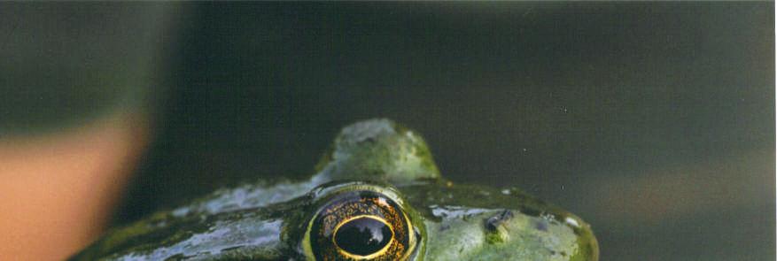 Bullfrog,