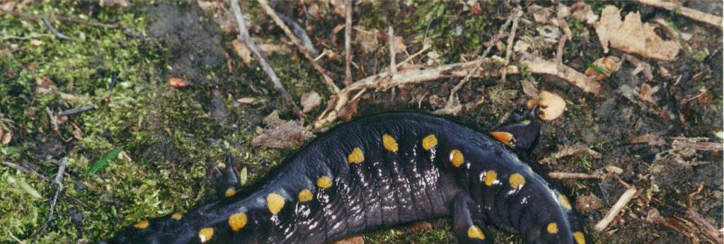 Spotted Salamander,