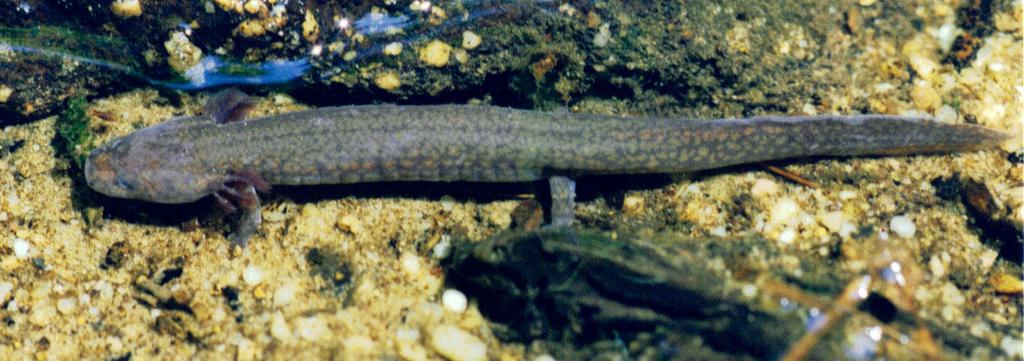 Spring Salamander, Gyrinophilus porphyriticus Description: Spring Salamanders may attain a total length of up to 91/8 inches (232 mm). Males and females attain similar sizes.