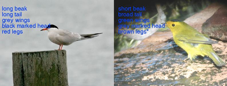 tail size beak color beak size tail size wing