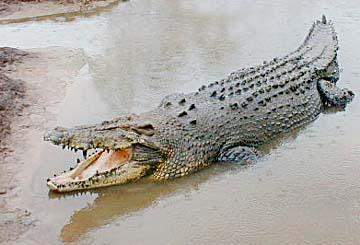 policies for the management of crocodiles in the NT. 39.
