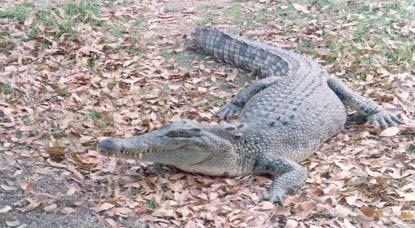 MANAGEMENT OF SALTWATER CROCODILES IN THE NORTHERN TERRITORY: SURVEY FOR NORTHERN TERRITORY PASTORALISTS This survey is being conducted by staff at The University of Queensland and Queensland