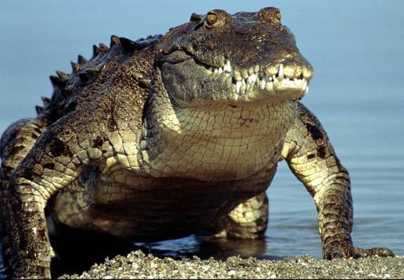 Within the model, growth rates determine the percentage of crocodiles that advance to the next stage of