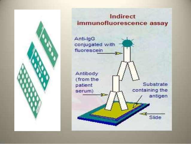 Immunofluorescence Assay (IFA) 1963 Reference method How