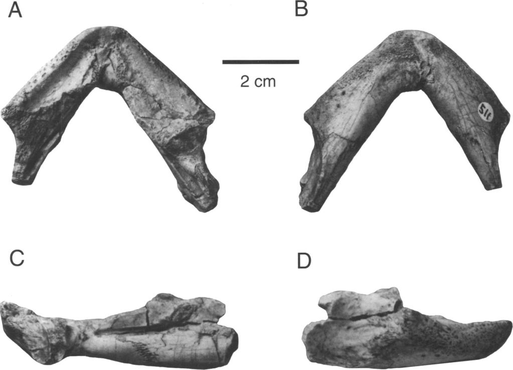 10 AMERICAN MUSEUM NOVITATES NO. 3251 A B 2 cm C D Fig. 7. Lower jaw of Foxemys mechinorum, n. g internal (C), and external (D) views.