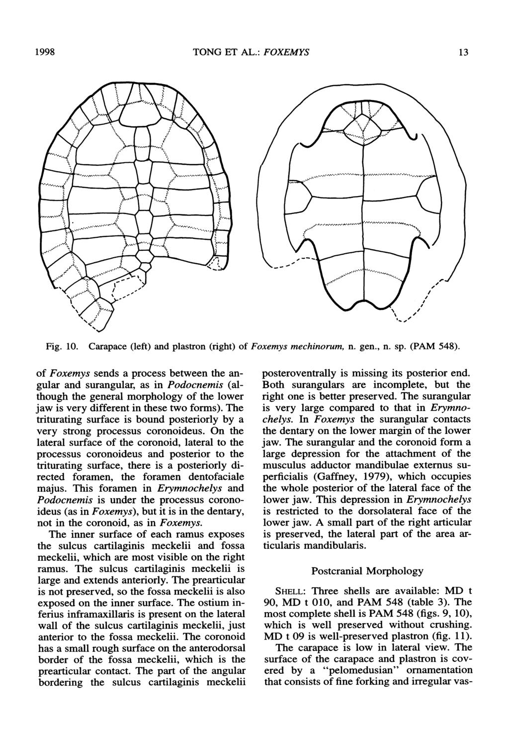 1998 TONG ET AL.: FOXEMYS 13 Fig. 10. Carapace (left) and plastron (right) of Foxemys mechinorum, n. gen., n. sp. (PAM 548).