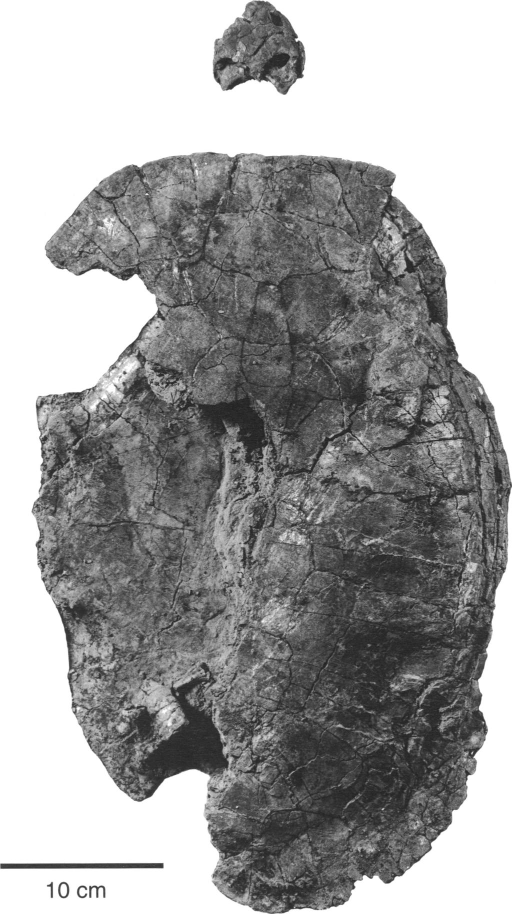 4 AMERICAN MUSEUM NOVITATES NO. 3251 Fig. 1. Foxemys mechinorum, n. gen., n. sp. Skull and carapace (holotype MD t 10) in dorsal view.