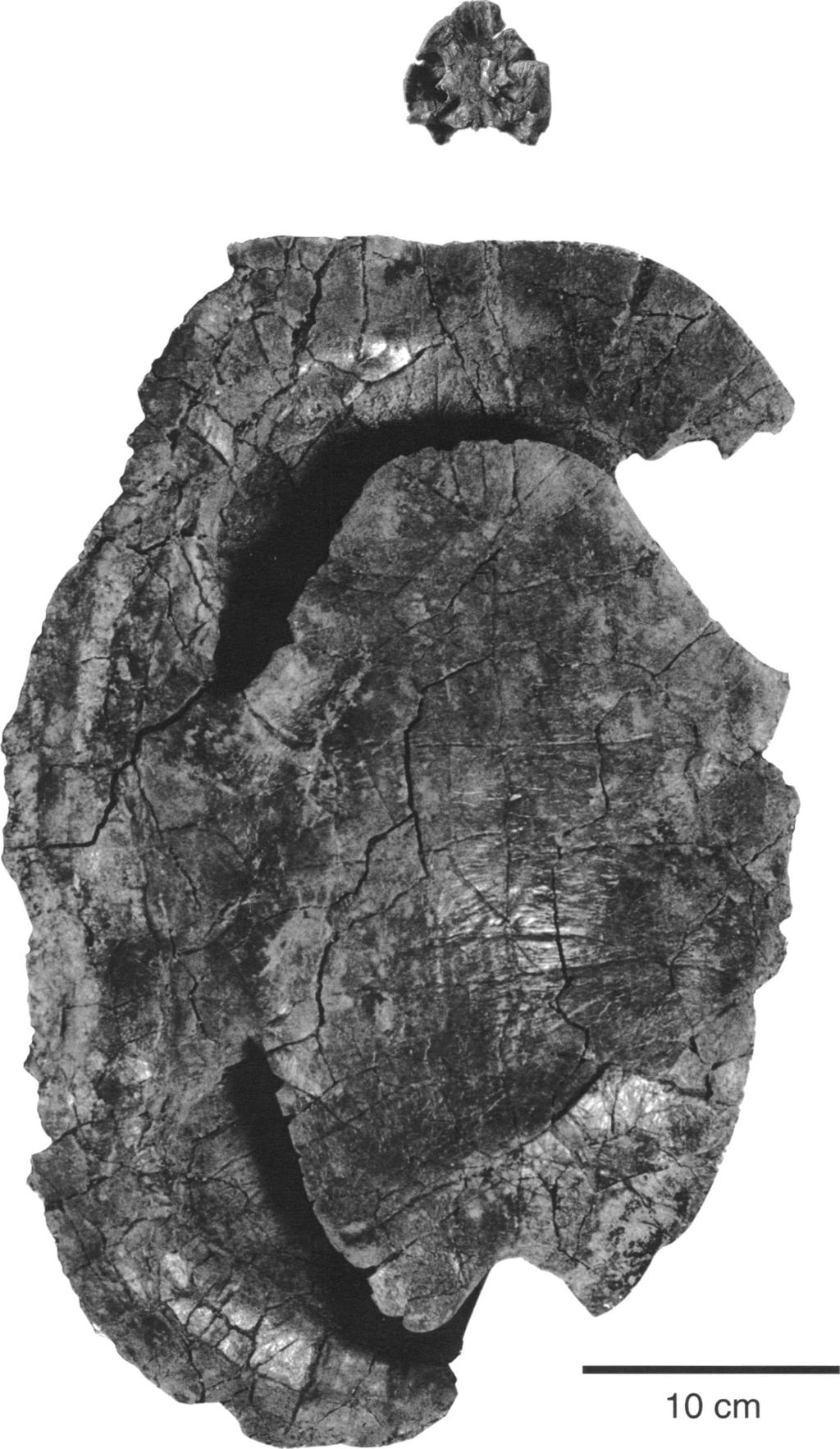 1998 TONG ET AL.: FOXEMYS 5 Fig. 2. Foxemys mechinorum, n. gen., n. sp. Skull and plastron (holotype MD t 10) in ventral view. provinciale, although there are significant differences (table 1).