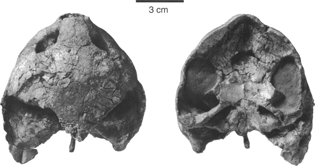 6 AMERICAN MUSEUM NOVITATES NO. 3251 3cm Fig. 3. Skull of Foxemys mechinorum, n. gen., n. sp. (PAM 51 1A) in dorsal (A) and ventral (B) views. Scale bar: 5 cm.
