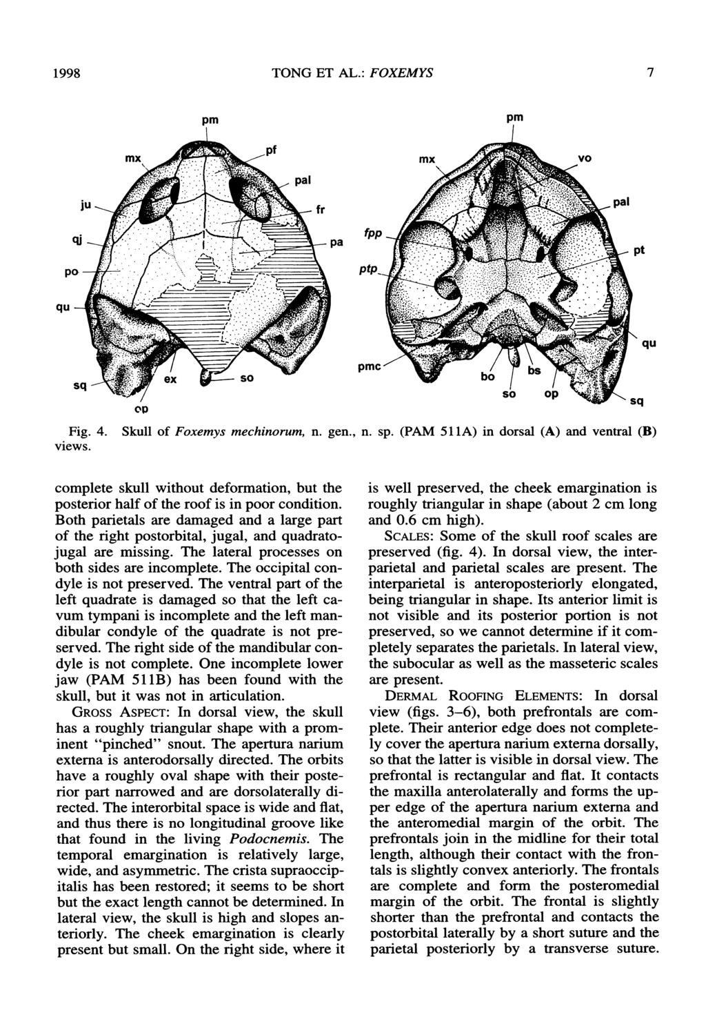 1998 TONG ET AL.: FOXEMYS 7 pm pa fpp ptp - pt qul sq Fig. 4. views. pmc/- " op qu sq Skull of Foxemys mechinorum, n. gen., n. sp.