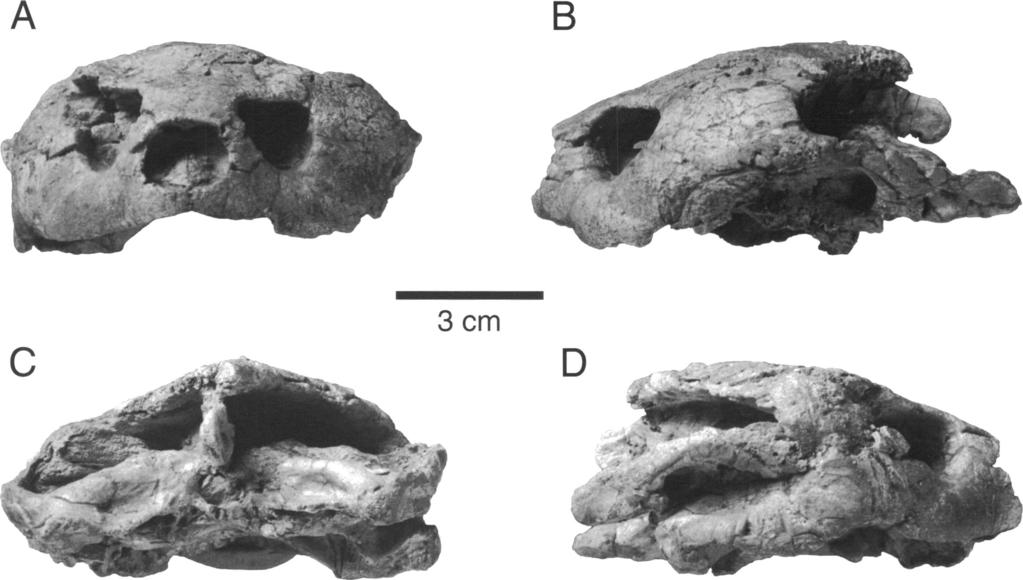8 A AMERICAN MUSEUM NOVITATES B NO. 3251 3cm D Fig. 5. Skull of Foxemys mechinorum, n. gen., n. sp. (PAM 51 1A) in anterior (A), posterior (B), left lateral (C), and right lateral (D) views.