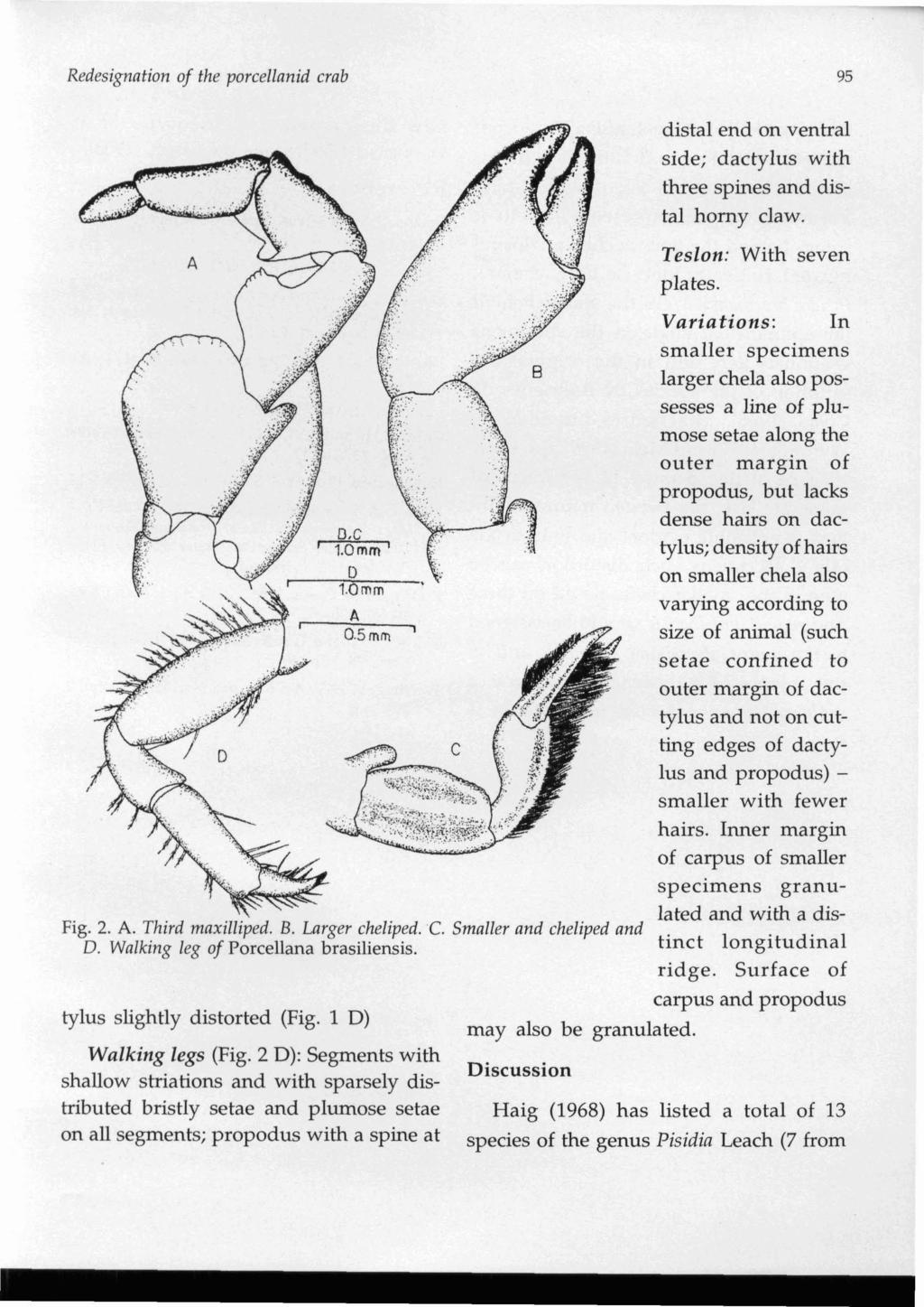 Redesignation of the porcellanid crab 95 distal end on ventral side; dactylus with three spines and distal horny claw. Teslon: With seven plates.