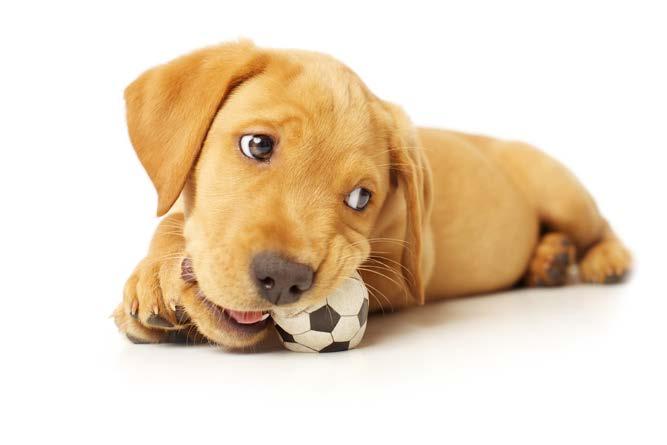 ch. 7 stop destructive chewing Puppies and dogs most often destroy and chew things out of boredom, frustration or anxiety.