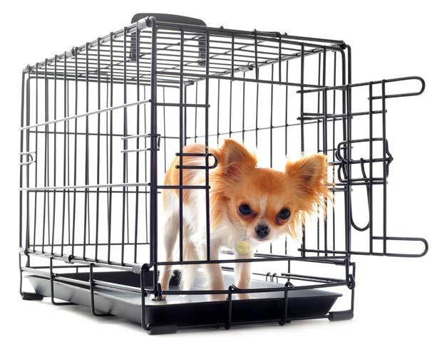 ch. 2 how to crate train your puppy This article is directed at puppies younger than eight months old.