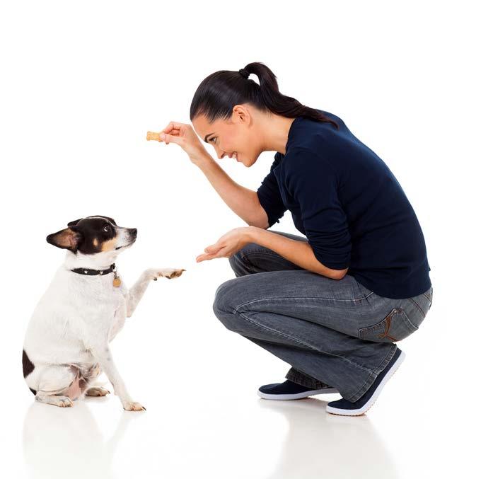 ch. 5 teaching basic commands Teaching commands is important to your puppy s safety, and the act of training can be a wonderful bonding tool for you and your puppy.