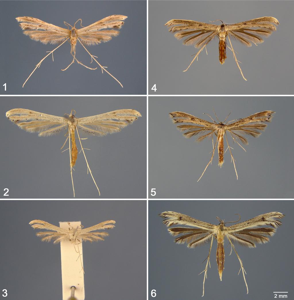 TROP. LEPID. RES., 18(2):62-69, 2008 63 Fig. 1-6. Exelastis adults: 1) E. dowi, holotype, Key Largo, Florida [MGCL]; 2) E. dowi, paratype, Key Largo, Florida [MGCL]; 3) E.