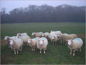 Tuesday 14 th January 2014 Leighton Buzzard Rugby Club Periparturient Disease in Ewes Controlling and preventing diseases such as twin lamb disease, hypocalcaemia and prolapses are crucial to ensure