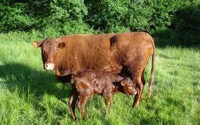 Tuesday 18 th February 2014 Leighton Buzzard Rugby Club Improving Calving Patterns We all strive to tighter calving patterns to make a more even batch of calves that will sell better as stores or