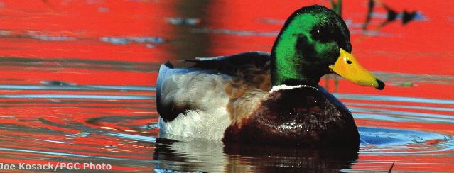 Mallards are vocal waterfowl, able to swim and fly well.