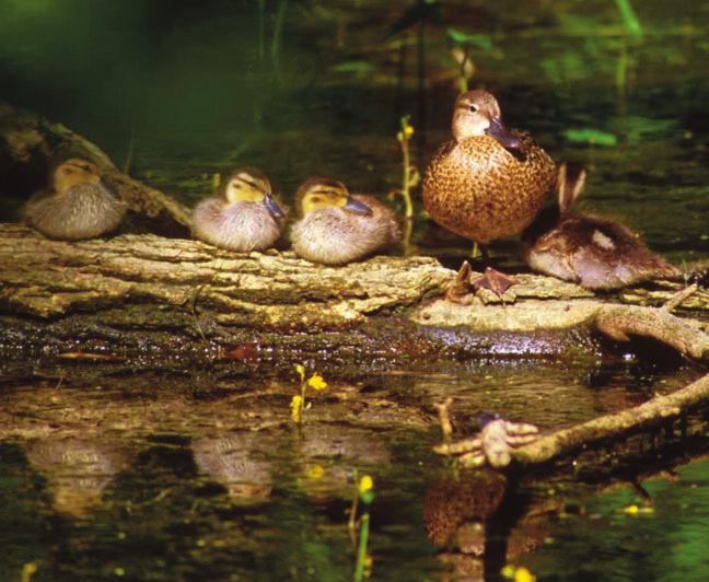 Early last century, the wood duck was almost extinct due to loss of habitat woodland ponds and mature nesting trees and overhunting.