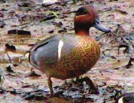 Like all puddle ducks, the male or drake has bright plumage while the female or hen is drab, helping to camouflage her against the ground vegetation where most puddle ducks nest.