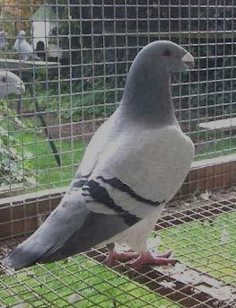 with a breed that takes the imagination of the Pigeon Fancy and has extremely dedicated fanciers as a focal point, with good technical articles to support the Breed and ensured enough quality birds