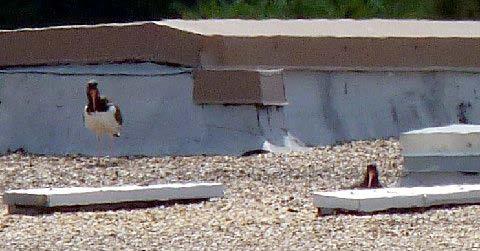 Rooftop nesting birds: biology &
