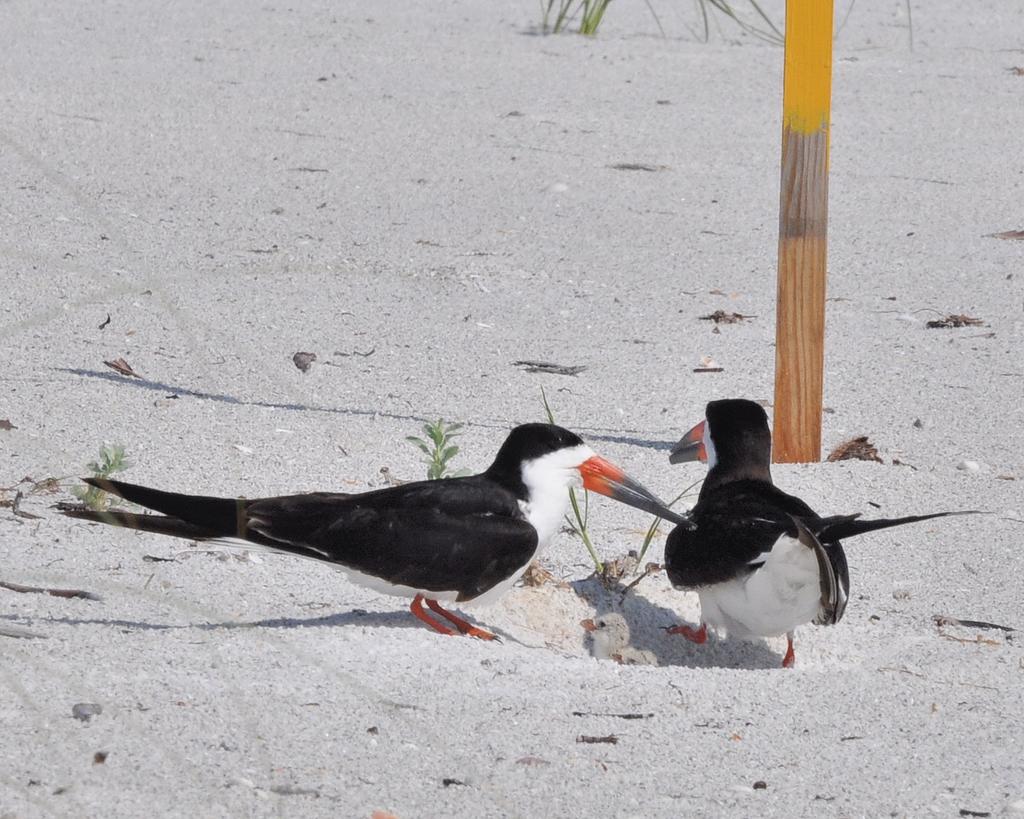 Black Skimmer Larger Colonial nester Eats fish (mainly at night)