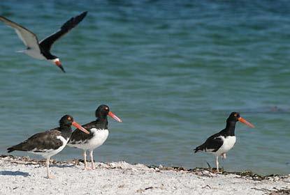 American Oystercatcher Solitary nester Eats clams, oysters, etc.